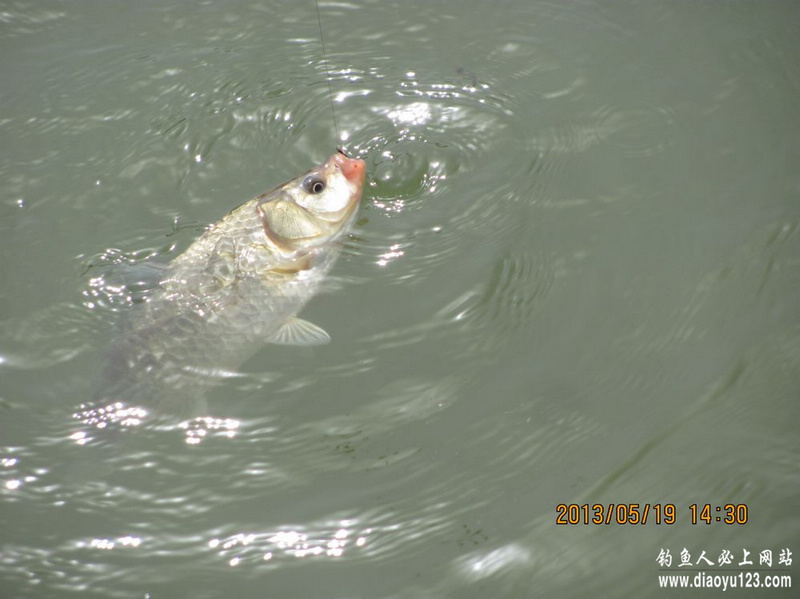 小浪底水库三日游钓大鱼小鱼都上钩_钓鱼人必看